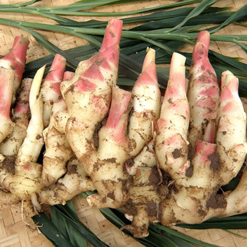 贵州二黄姜小黄姜