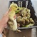 狮头鹅苗