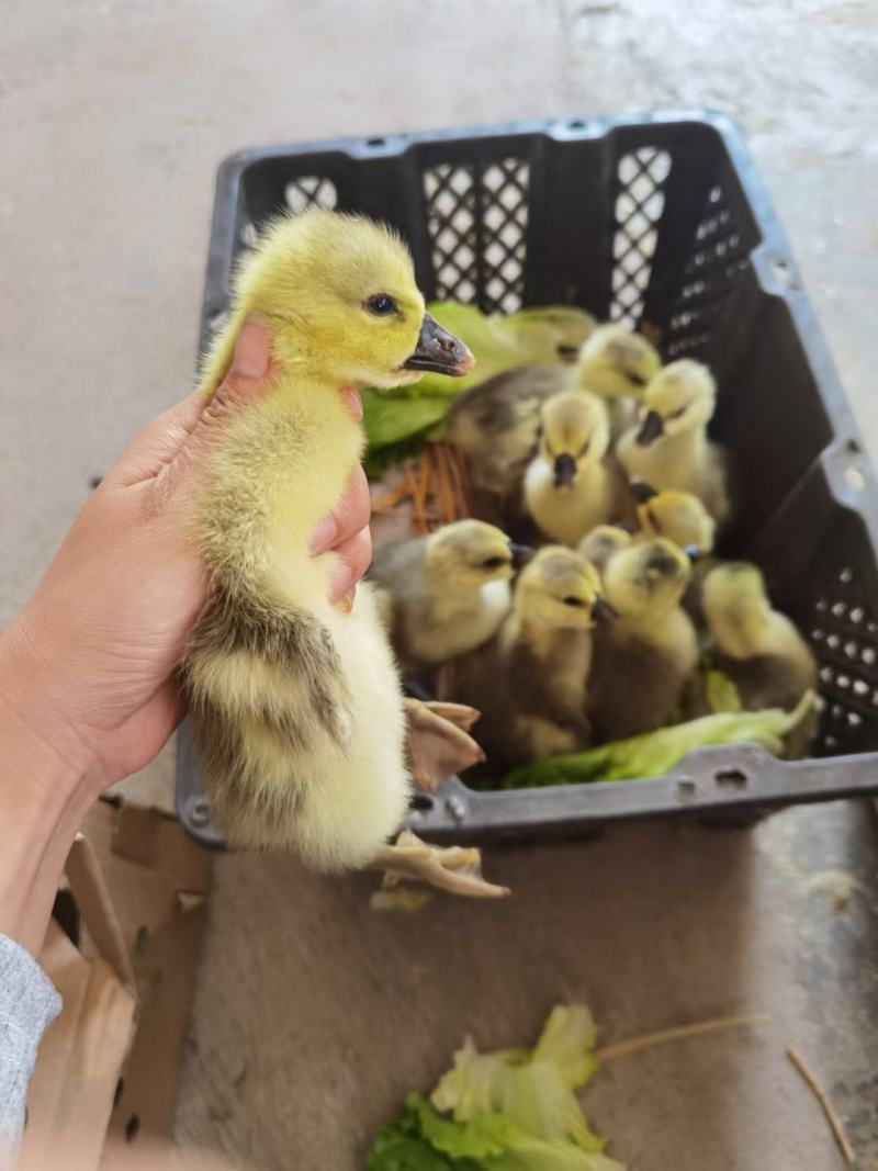 狮头鹅苗