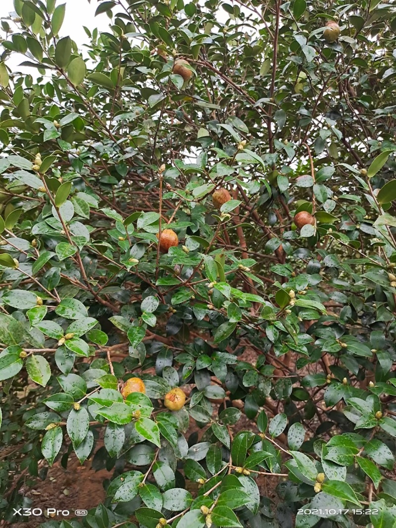 自家野生山茶树丰收了，出售野生山茶油量大南昌市免费送货上