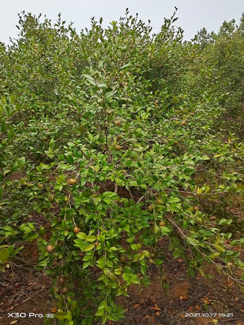 自家野生山茶树丰收了，出售野生山茶油量大南昌市免费送货上