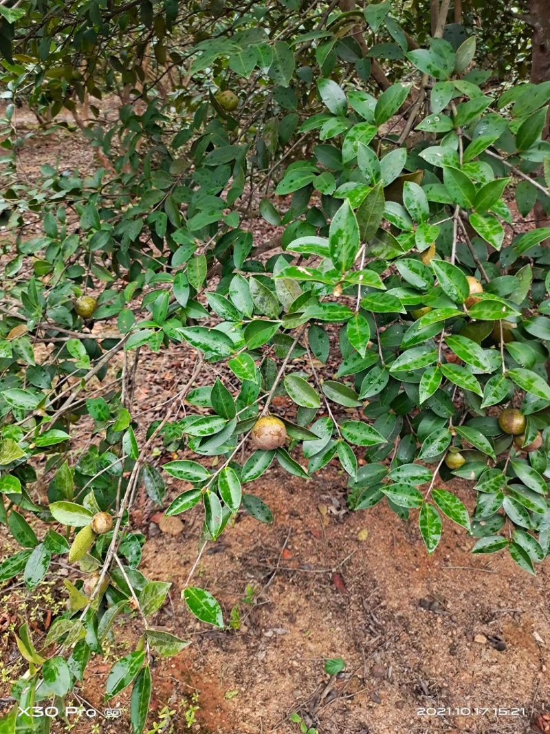 自家野生山茶树丰收了，出售野生山茶油量大南昌市免费送货上