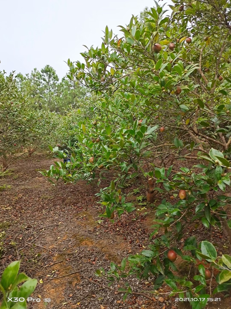 自家野生山茶树丰收了，出售野生山茶油量大南昌市免费送货上