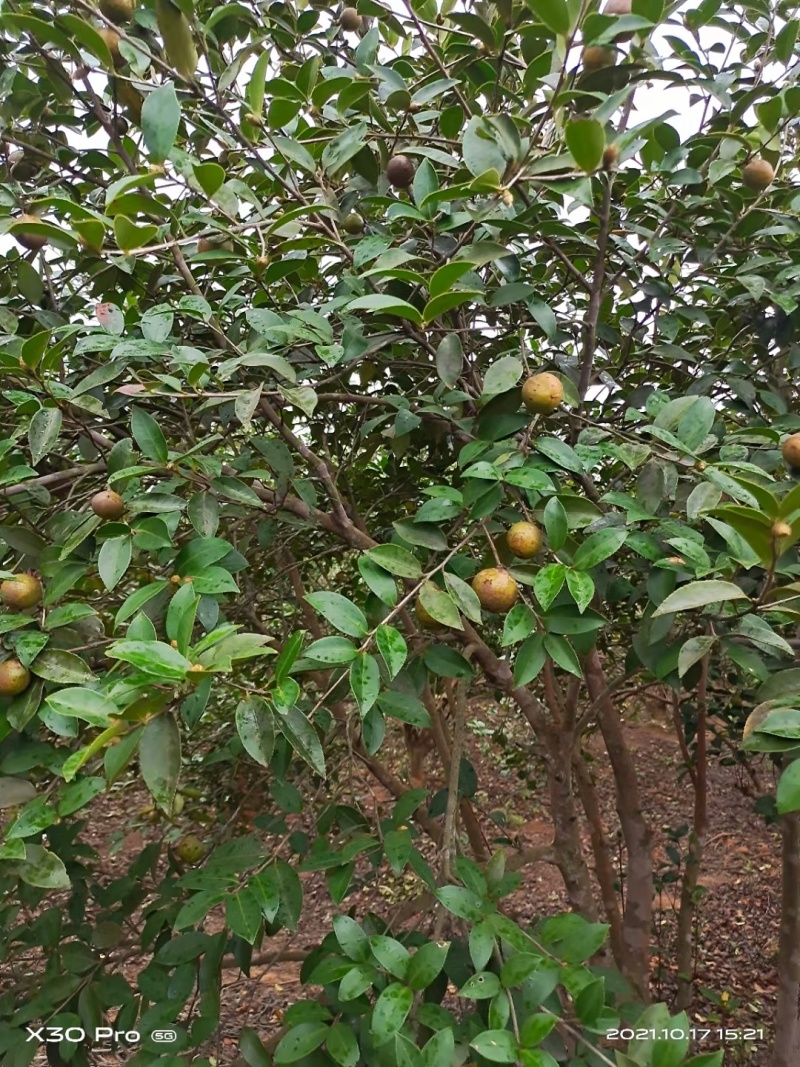 自家野生山茶树丰收了，出售野生山茶油量大南昌市免费送货上