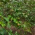 自家野生山茶树丰收了，出售野生山茶油量大南昌市免费送货上