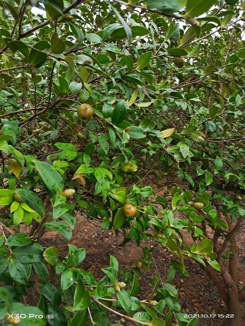 自家野生山茶树丰收了，出售野生山茶油量大南昌市免费送货上