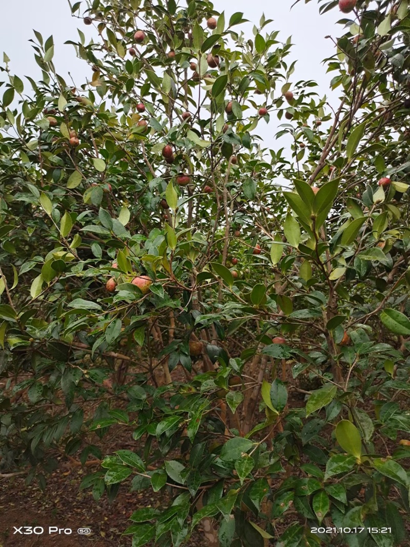 自家野生山茶树丰收了，出售野生山茶油量大南昌市免费送货上