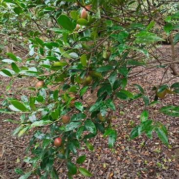 自家野生山茶树丰收了，出售野生山茶油量大南昌市免费送货上
