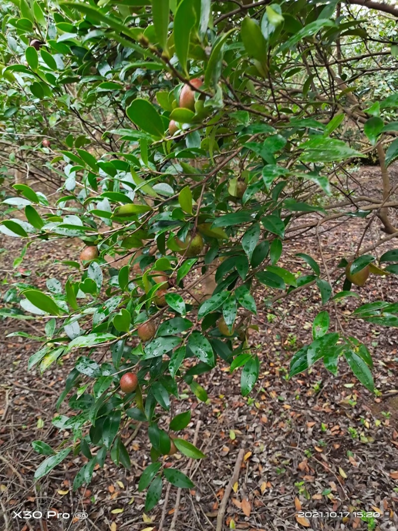 自家野生山茶树丰收了，出售野生山茶油量大南昌市免费送货上