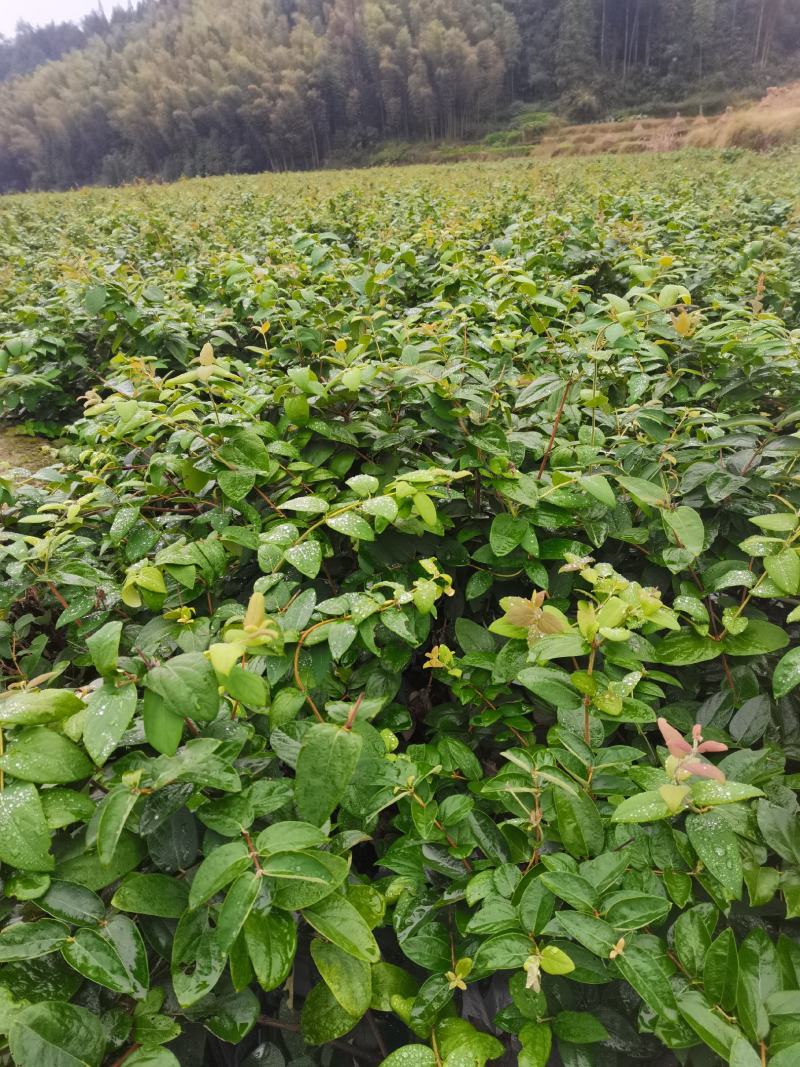 金银花苗湘蕾五号金银花嫁接苗产地直发量大从优