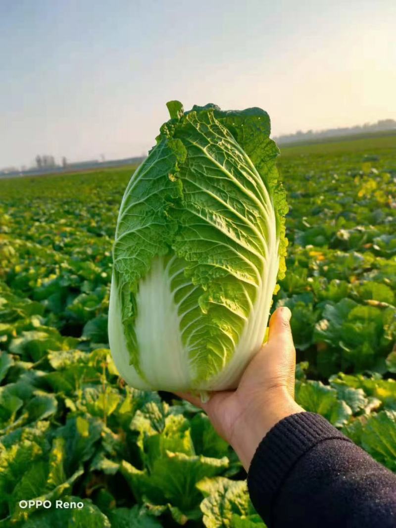 蔬菜