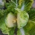 蔬菜