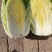 蔬菜