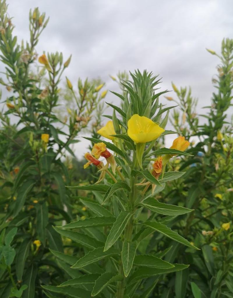黄花月见草种子春秋播种待霄草耐旱耐盐碱香味观赏盆栽