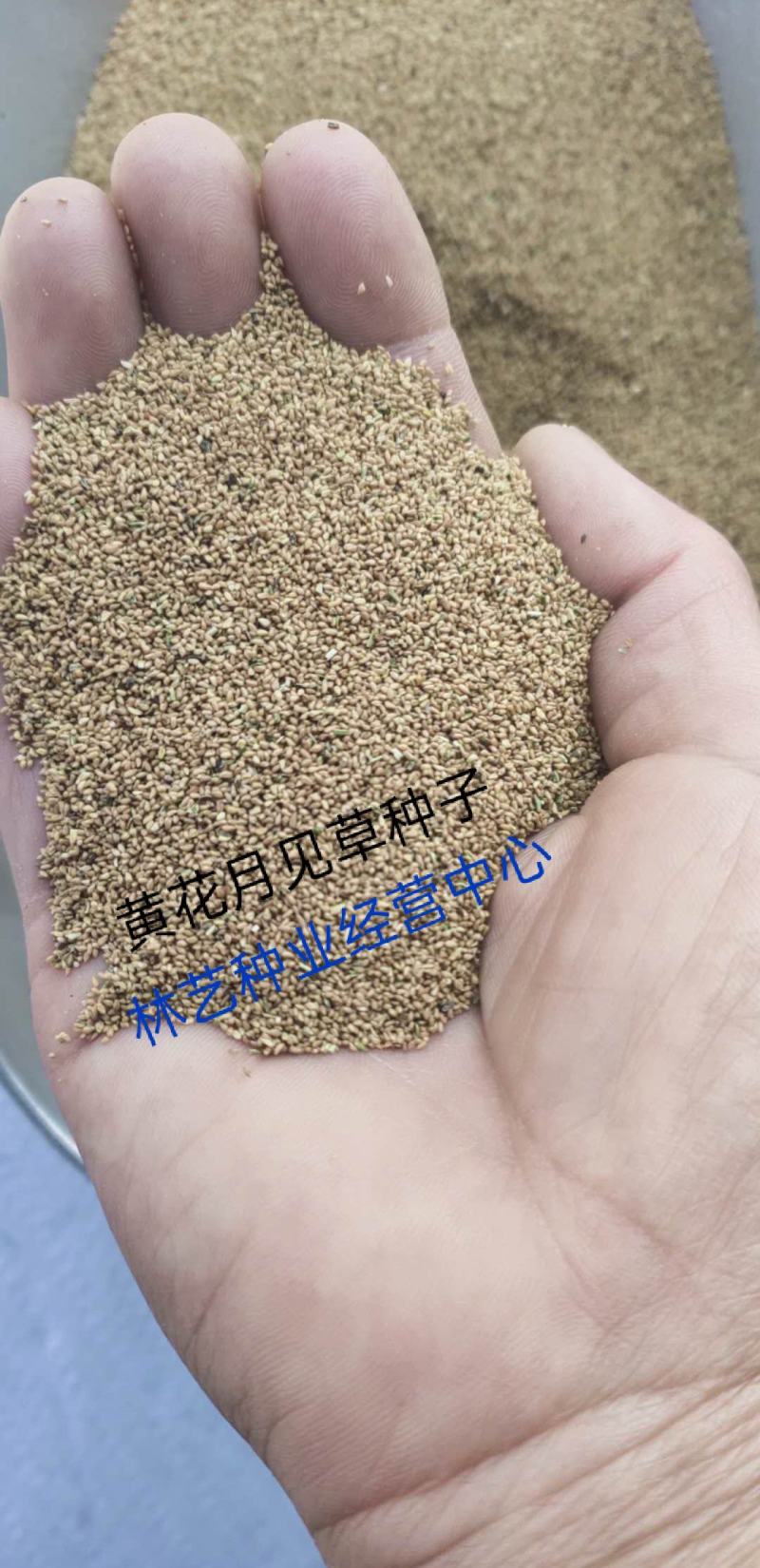 黄花月见草种子春秋播种待霄草耐旱耐盐碱香味观赏盆栽