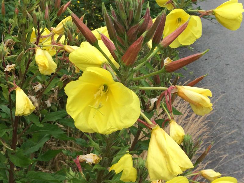 黄花月见草种子春秋播种待霄草耐旱耐盐碱香味观赏盆栽
