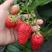 草莓种子红草莓种籽白奶油水果食用四季播种易种室内阳台盆栽