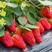 草莓种子红草莓种籽白奶油水果食用四季播种易种室内阳台盆栽