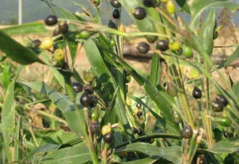草珠子种子串门连佛珠手串帘吊坠可做菩提子草菩提多年生