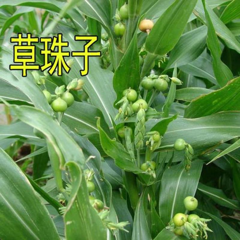 草珠子种子串门连佛珠手串帘吊坠可做菩提子草菩提多年生