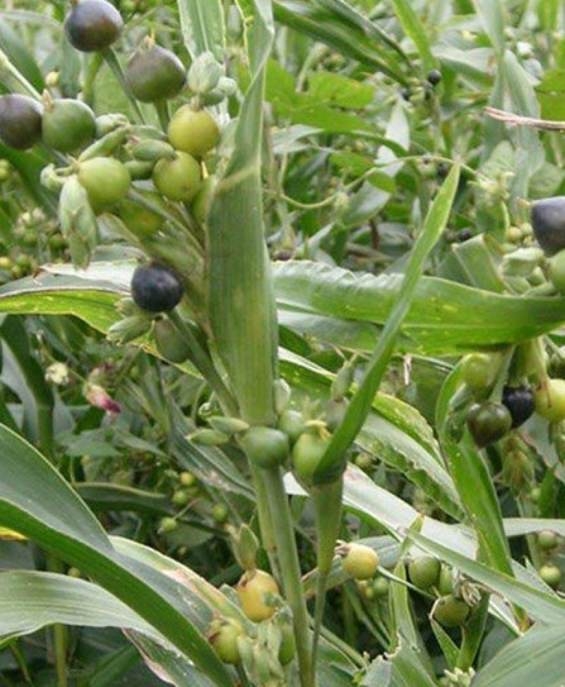 草珠子种子串门连佛珠手串帘吊坠可做菩提子草菩提多年生