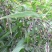 草珠子种子串门连佛珠手串帘吊坠可做菩提子草菩提多年生