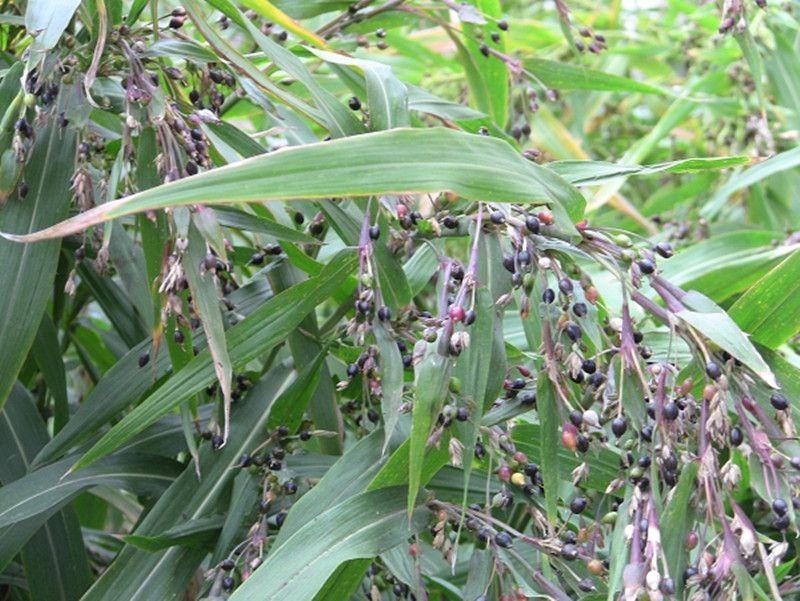 草珠子种子串门连佛珠手串帘吊坠可做菩提子草菩提多年生