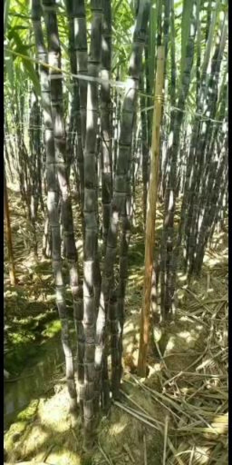 广西宾阳优质黄金黑皮甘蔗正大量上市，品质好，价格优。