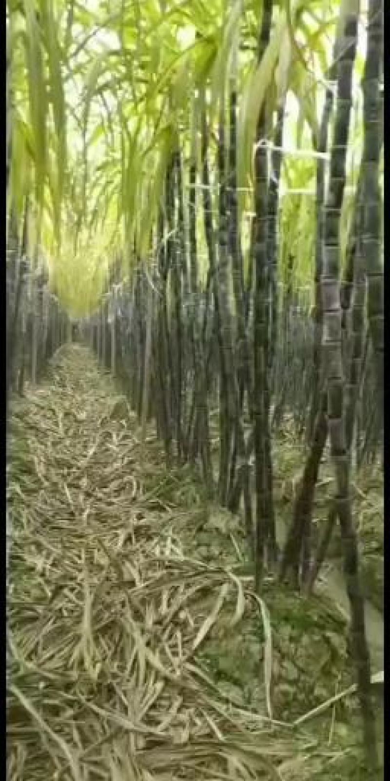 广西宾阳优质黄金黑皮甘蔗正大量上市，品质好，价格优。