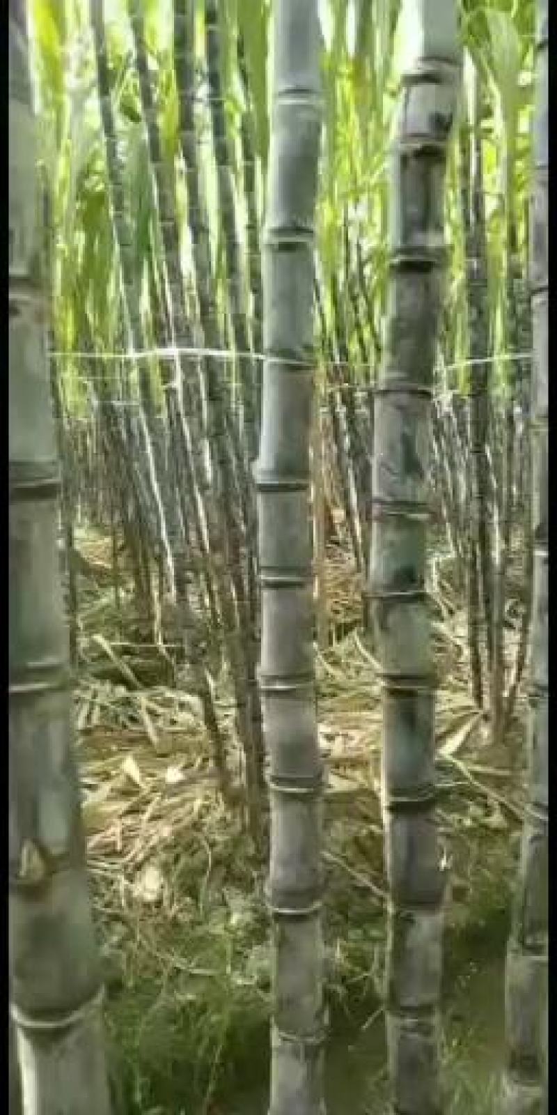 广西宾阳优质黄金黑皮甘蔗正大量上市，品质好，价格优。