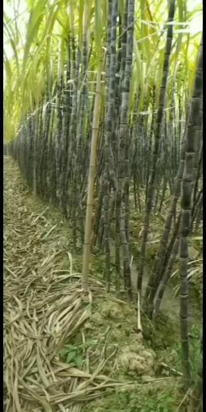 广西宾阳优质黄金黑皮甘蔗正大量上市，品质好，价格优。