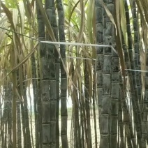广西宾阳优质黄金黑皮甘蔗正大量上市，品质好，价格优。