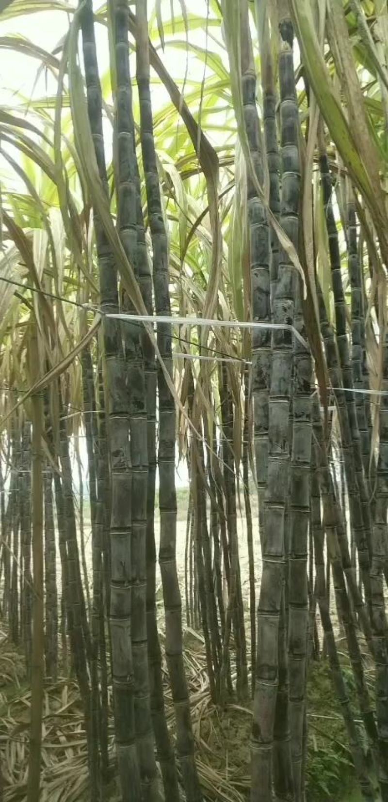 广西宾阳优质黄金黑皮甘蔗正大量上市，品质好，价格优。