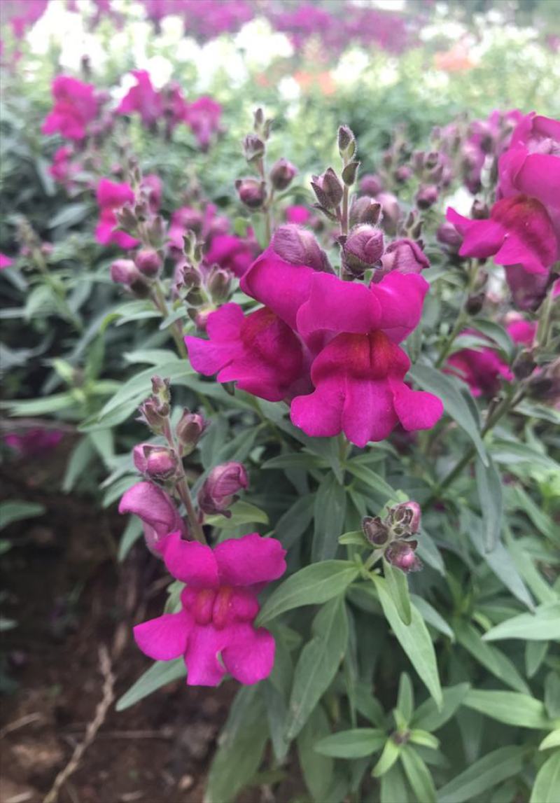 金鱼草植物四季花卉草籽庭院阳台多年生耐旱室外植物花草