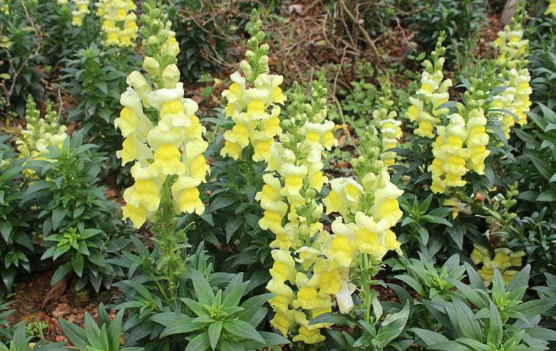 金鱼草植物四季花卉草籽庭院阳台多年生耐旱室外植物花草