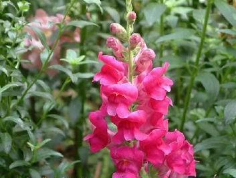 金鱼草植物四季花卉草籽庭院阳台多年生耐旱室外植物花草