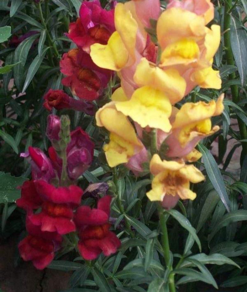 金鱼草植物四季花卉草籽庭院阳台多年生耐旱室外植物花草