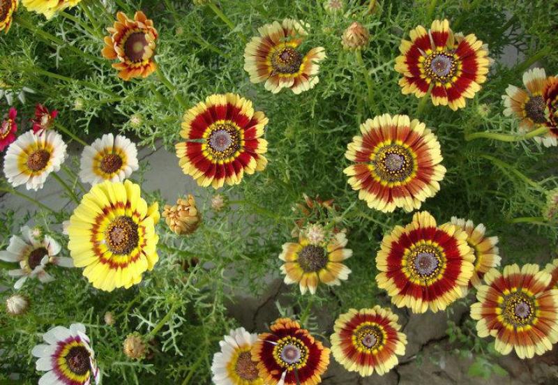 花环菊种子混色四季室内阳台盆栽植物花草观赏花卉种籽花种子