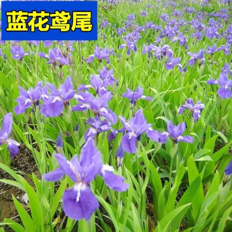鸢尾种子蓝花鸢尾种子紫蝴蝶苗庭院绿化地被植物景观花卉种子