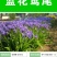 鸢尾种子蓝花鸢尾种子紫蝴蝶苗庭院绿化地被植物景观花卉种子