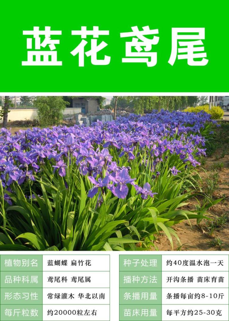 鸢尾种子蓝花鸢尾种子紫蝴蝶苗庭院绿化地被植物景观花卉种子