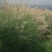 野芒草四季种南方北方种植野草植物易种草籽产量高