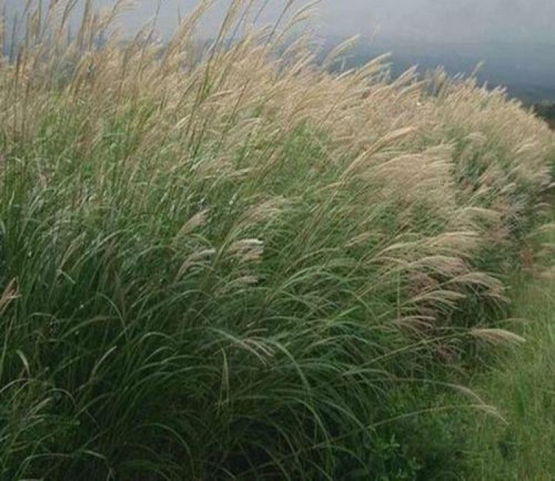 野芒草四季种南方北方种植野草植物易种草籽产量高