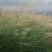 野芒草四季种南方北方种植野草植物易种草籽产量高