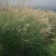 野芒草四季种南方北方种植野草植物易种草籽产量高
