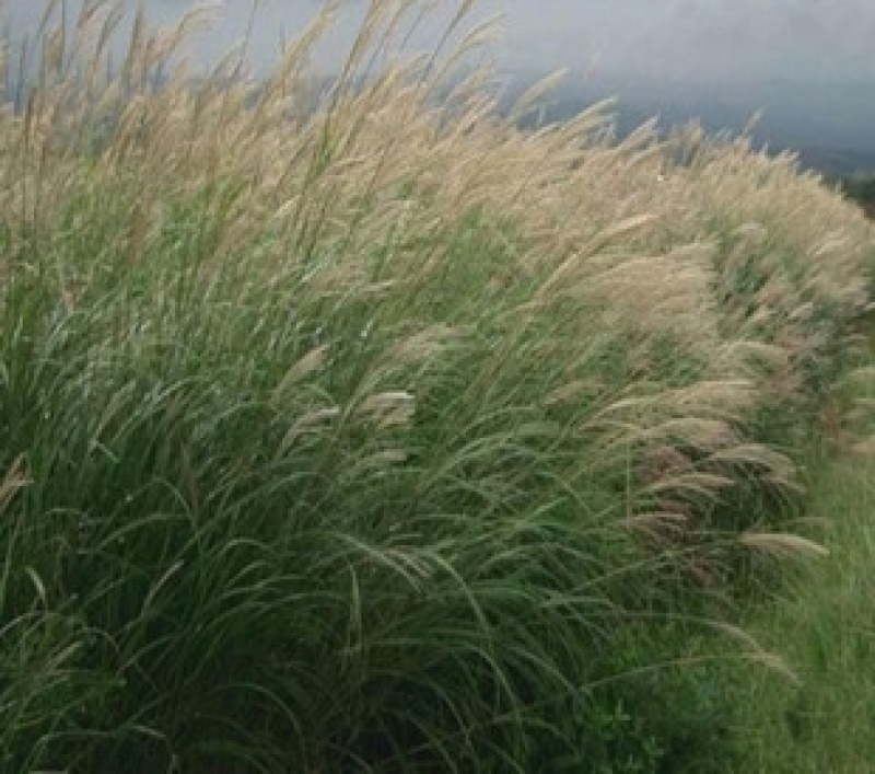 野芒草四季种南方北方种植野草植物易种草籽产量高