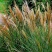 野芒草四季种南方北方种植野草植物易种草籽产量高