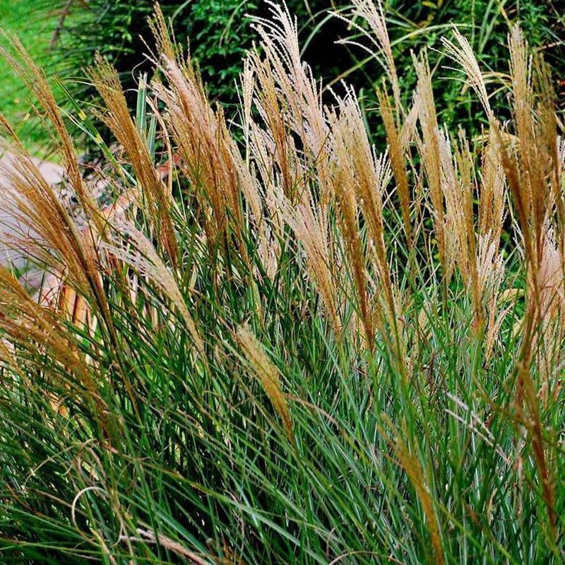 野芒草四季种南方北方种植野草植物易种草籽产量高