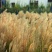 野芒草四季种南方北方种植野草植物易种草籽产量高