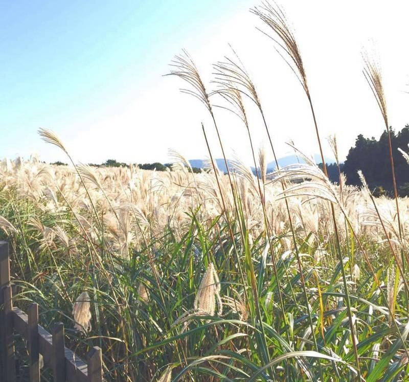 野芒草四季种南方北方种植野草植物易种草籽产量高